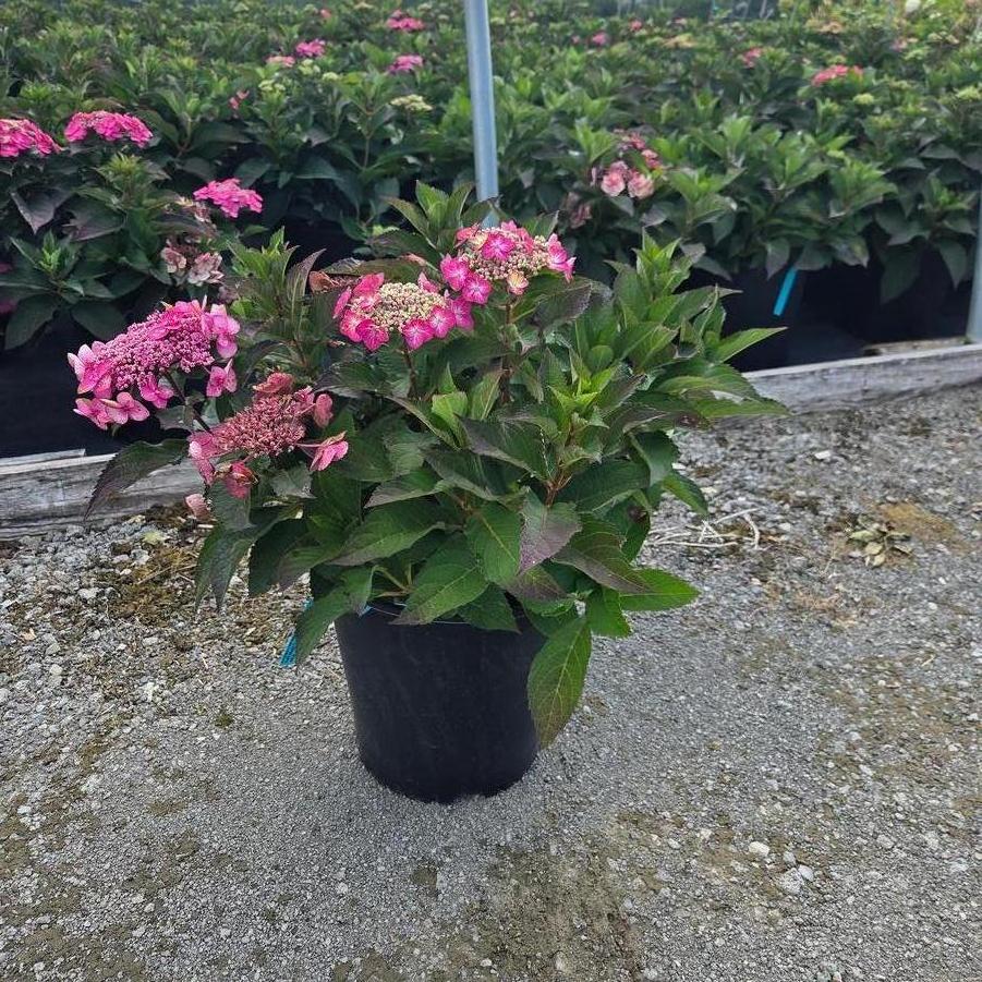 Hydrangea serrata Tuff Stuff Top Fun&reg;
