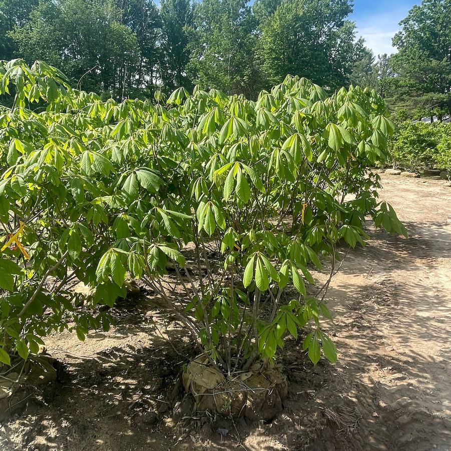 Aesculus parviflora 