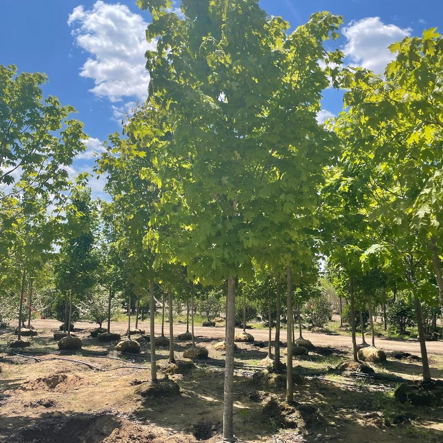 Acer saccharum Green Mountain