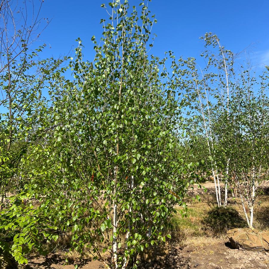 Betula utilis var. jacquemontii 