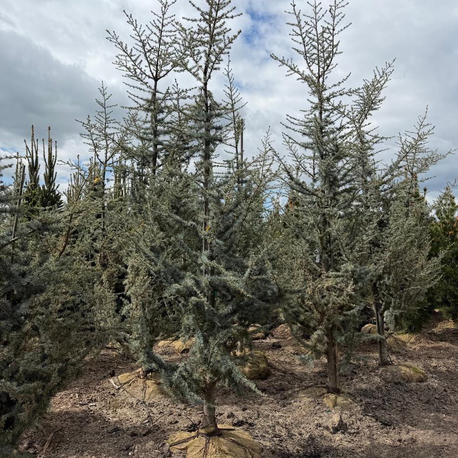 Cedrus atlantica Glauca