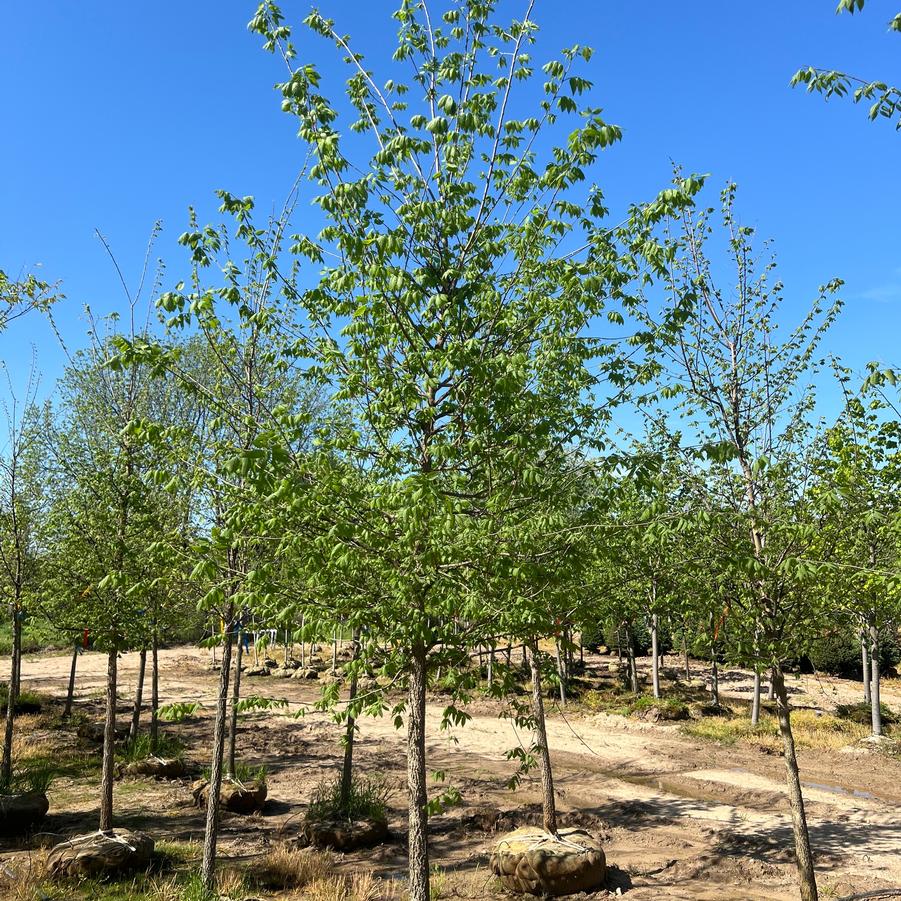 Celtis occidentalis 