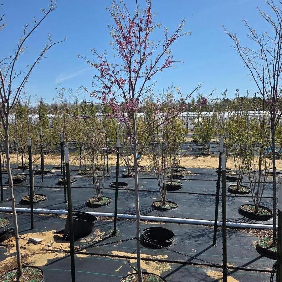 Cercis canadensis 
