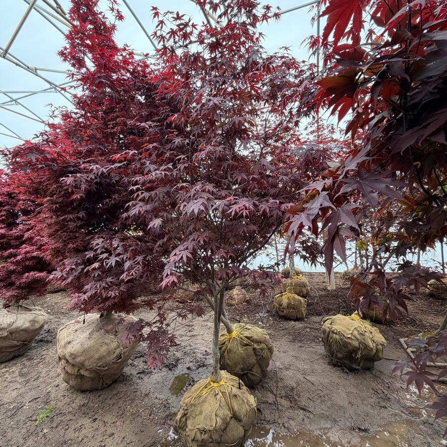 Acer palmatum Emperor 1&reg;