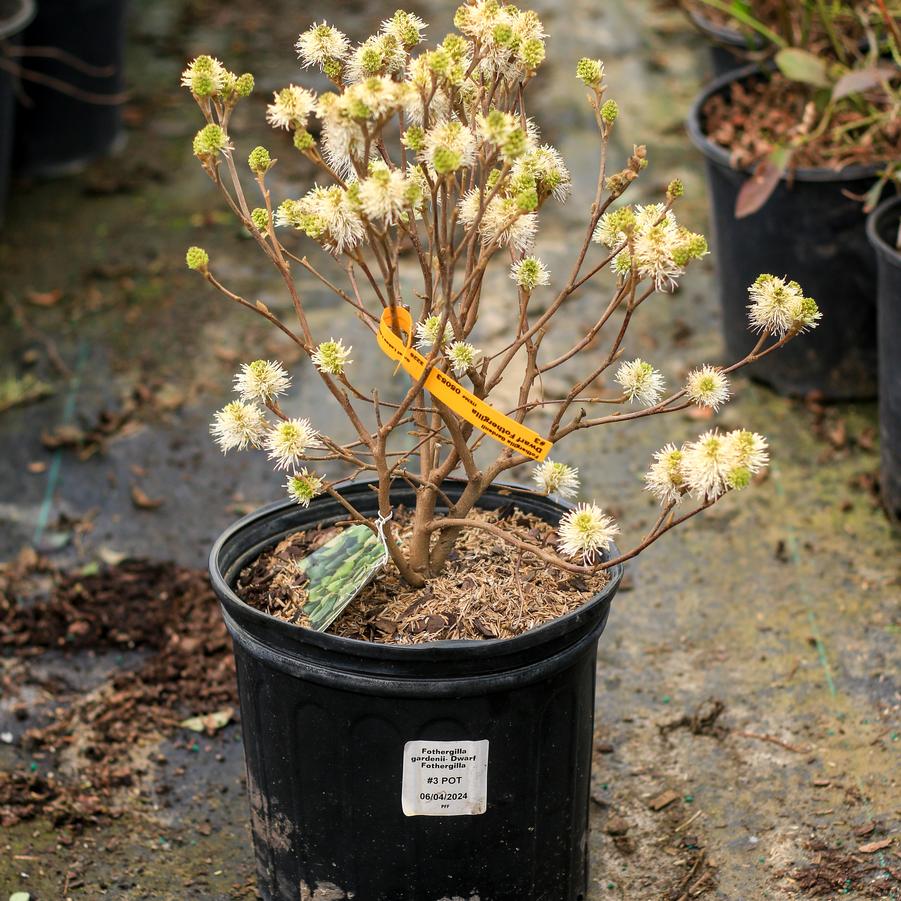 Fothergilla gardenii 
