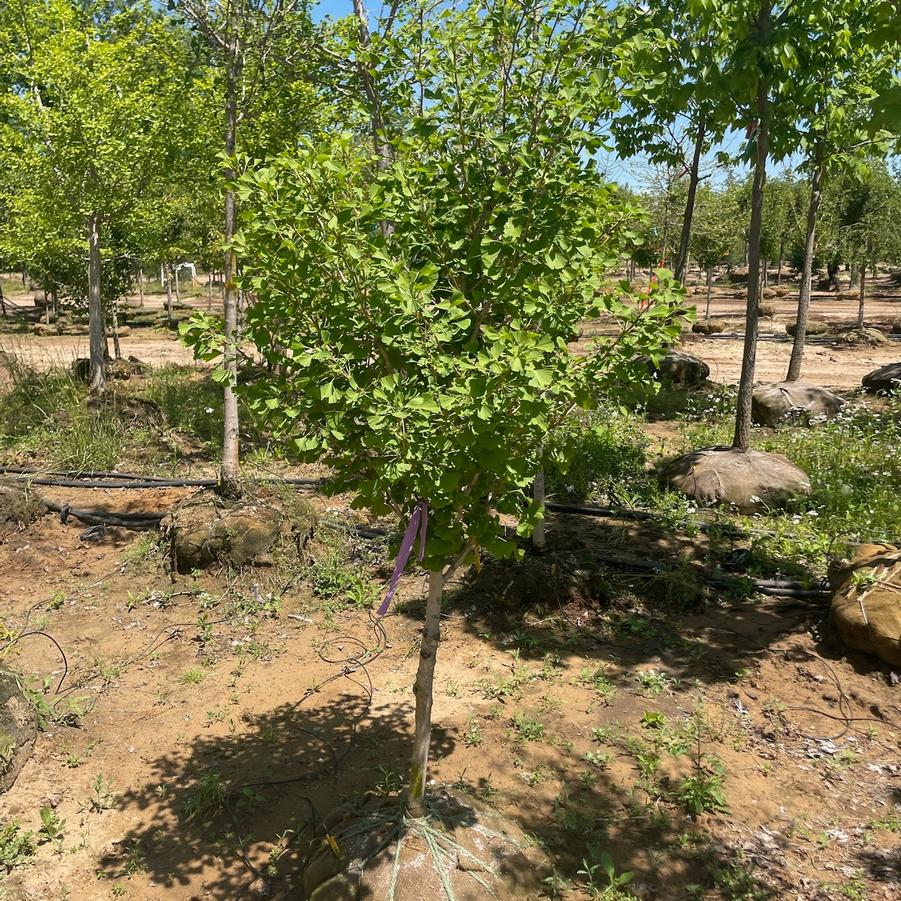 Ginkgo Biloba 'Goldspire'