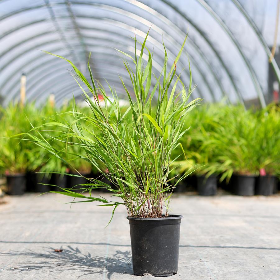 Hakonechloa macra 