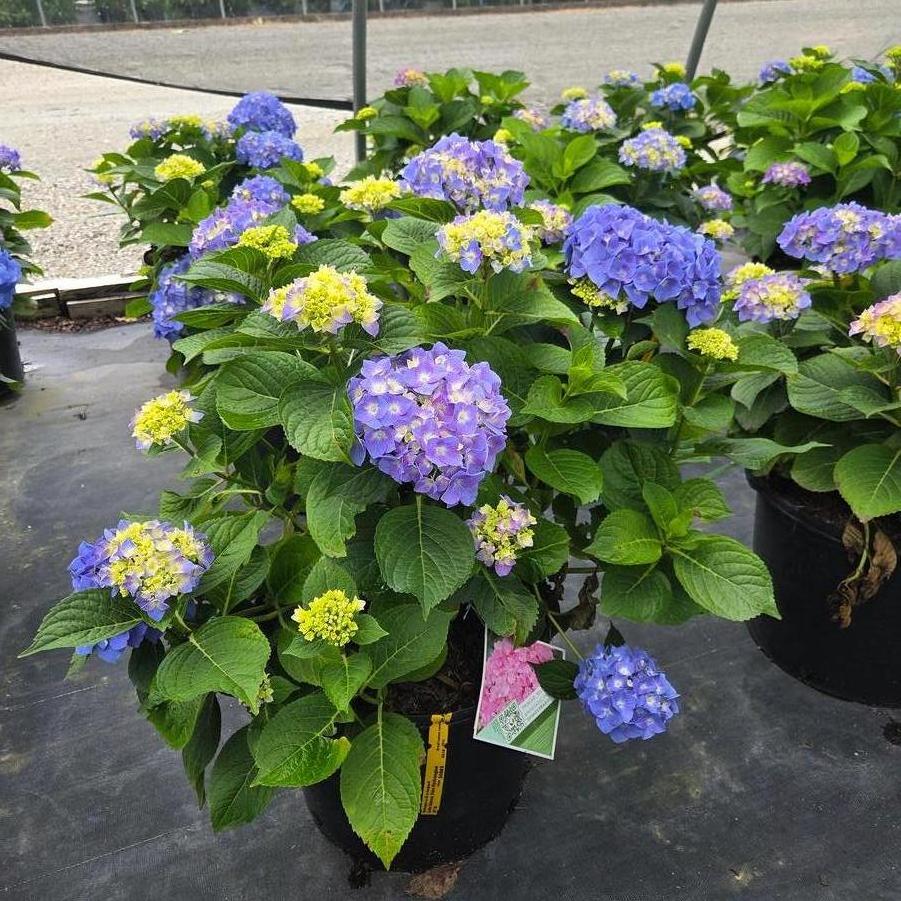 Hydrangea macrophylla Let's Dance&reg; Blue Jangles&reg;
