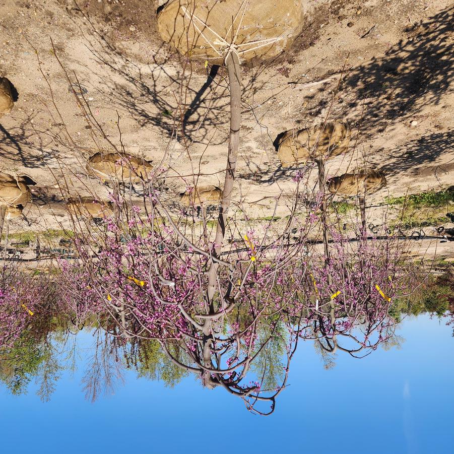 Cercis canadensis Lavender Twist&reg;