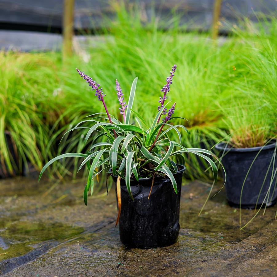 Liriope muscari Silvery Sunproof