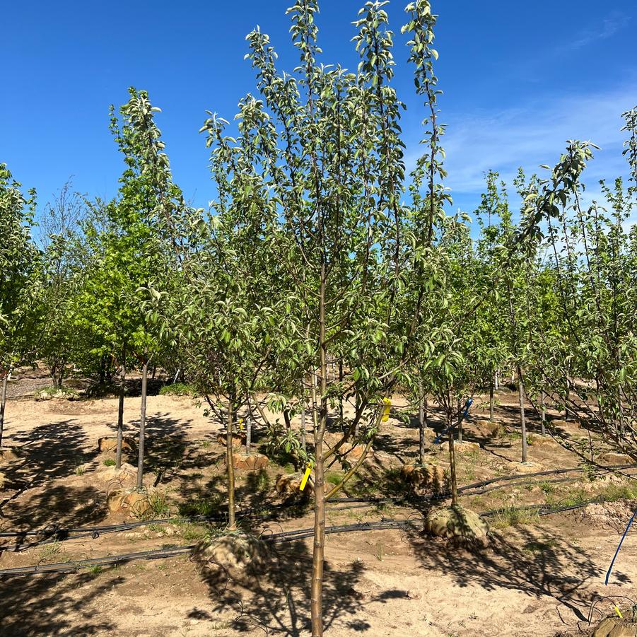 Malus domestica Honeycrisp