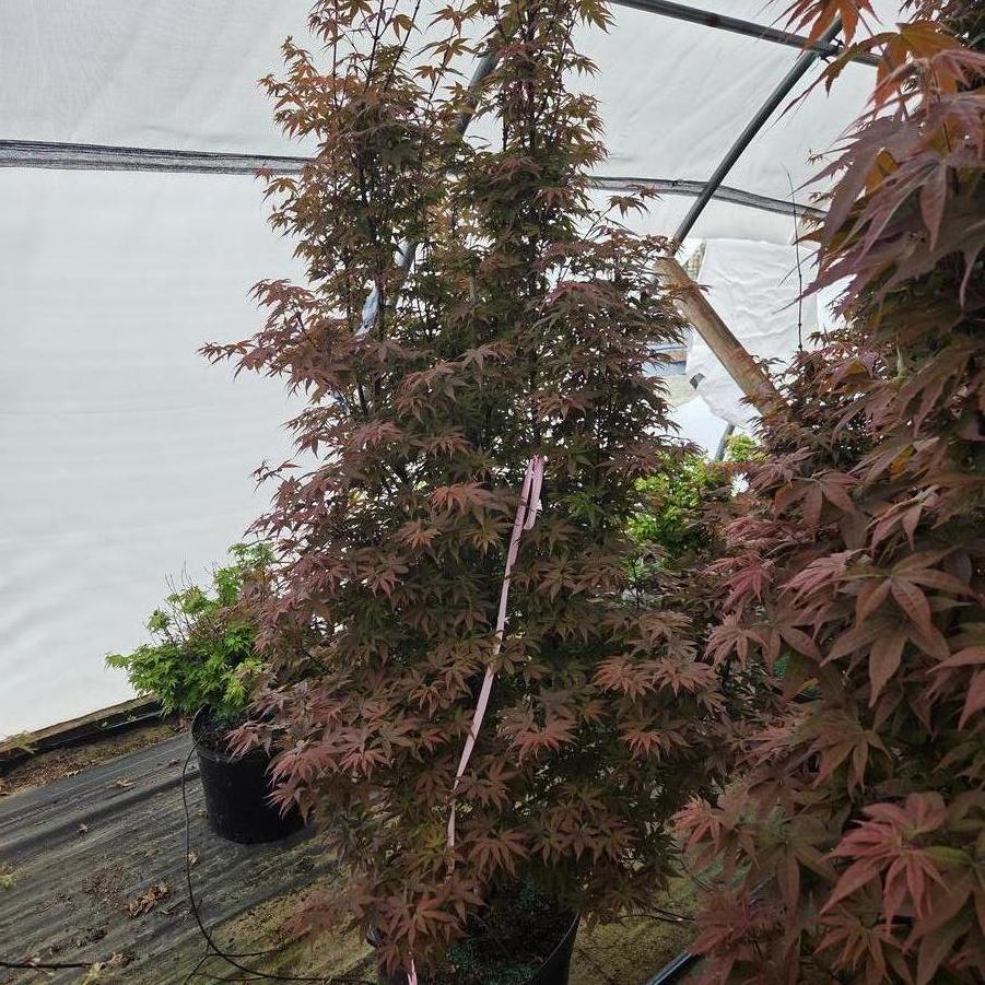 Acer palmatum Twombly's Red Sentinel
