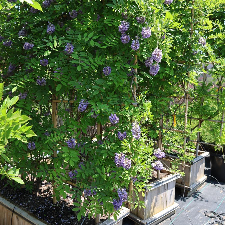 Wisteria frutescens Amethyst Falls
