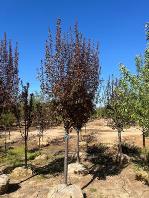 Malus Velvet Pillar