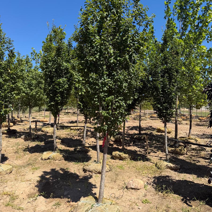 Parrotia persica Golden BellTower&trade;