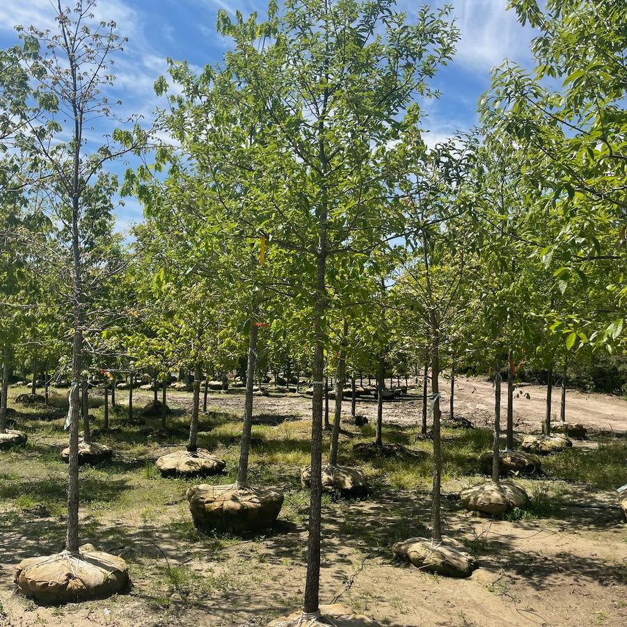 Quercus imbricaria 