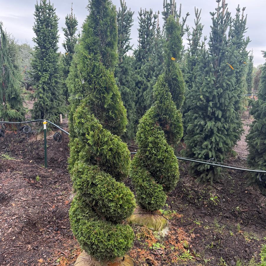 Thuja occidentalis 