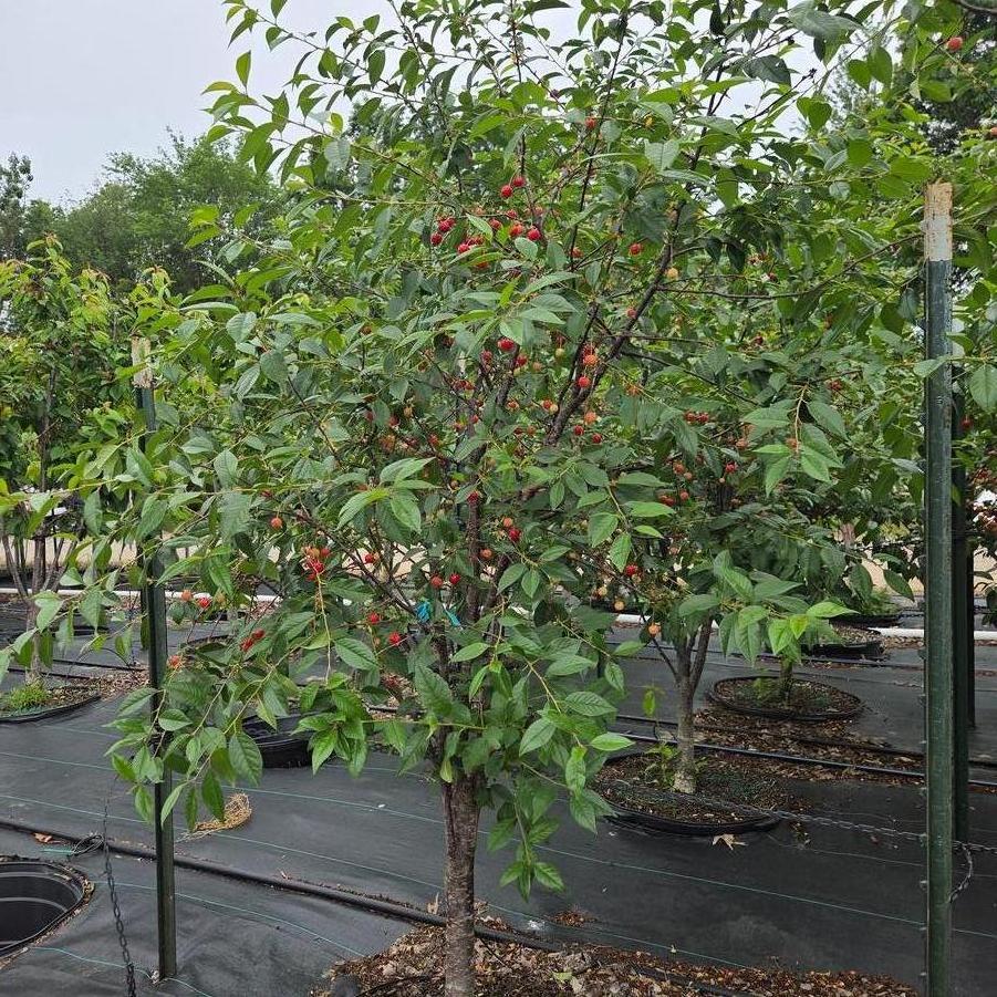 Prunus avium 'North Star'