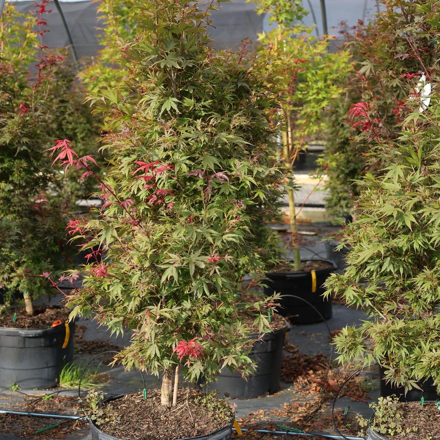Acer palmatum Shaina