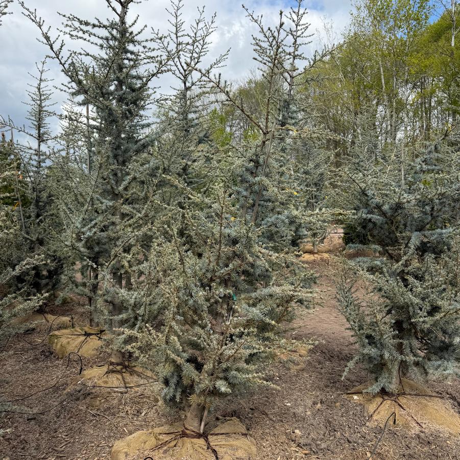 Cedrus atlantica Glauca