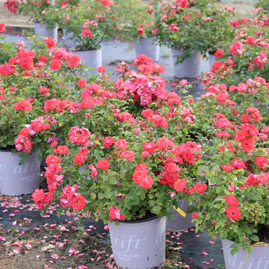 Rosa Coral Drift&reg;