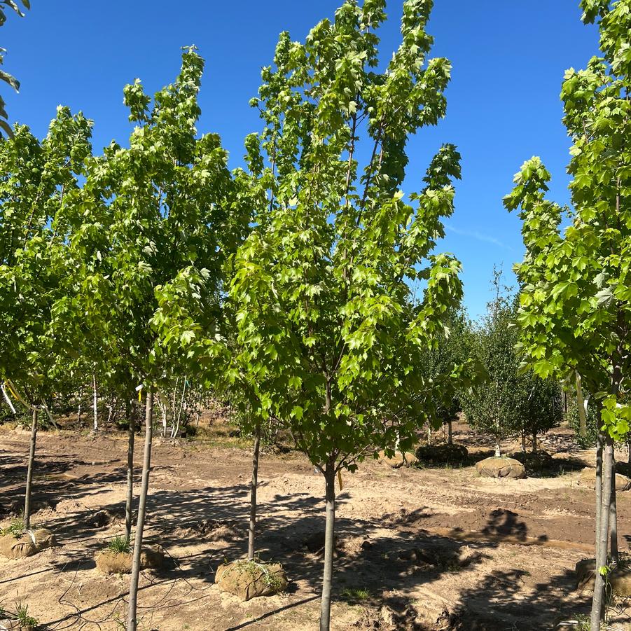 Acer rubrum Red Sunset&reg;