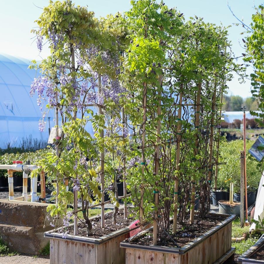 Wisteria sinensis Cooke's Purple&trade;