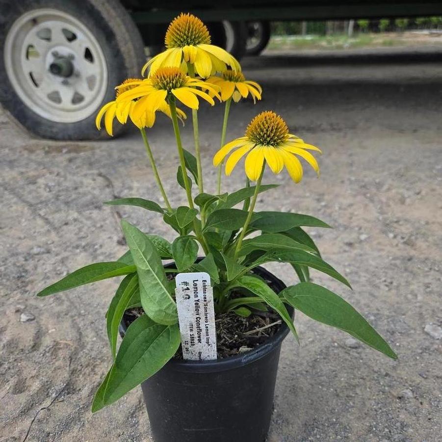 Echinacea Sombrero&reg; Lemon Yellow