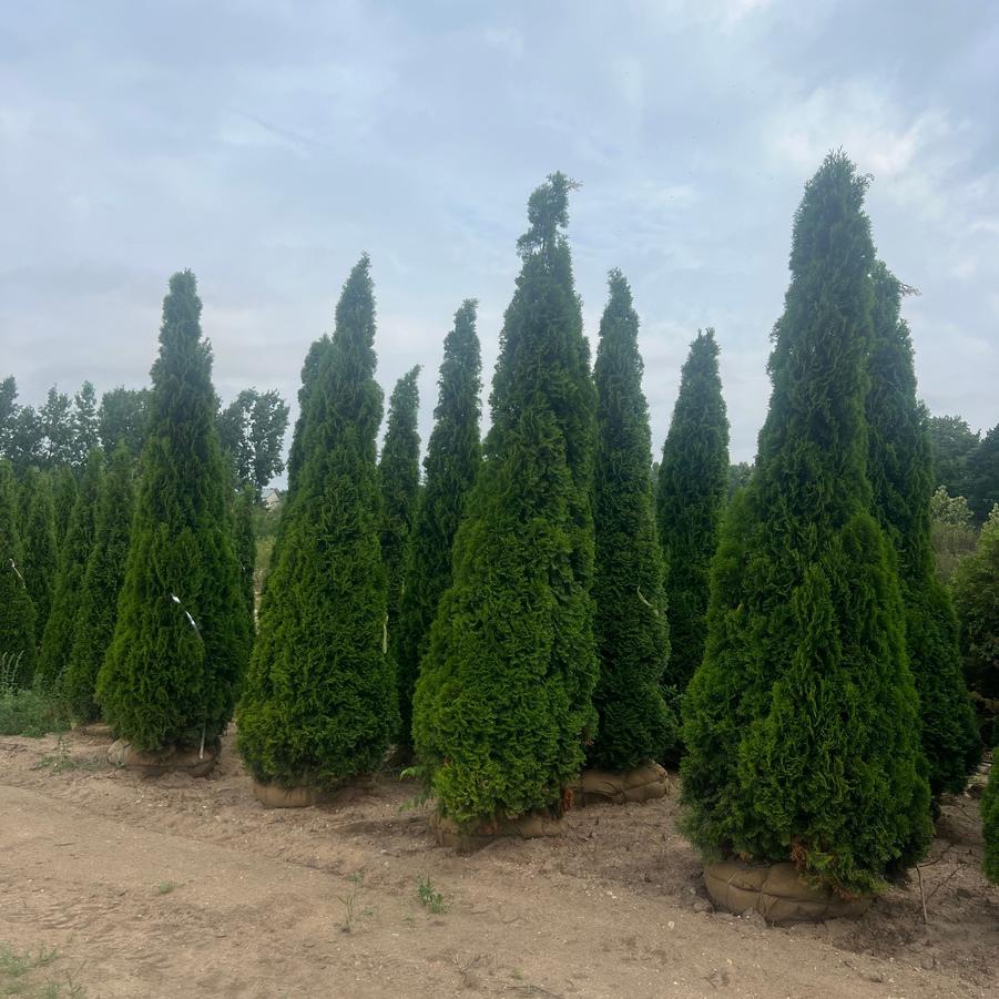 Thuja occidentalis 