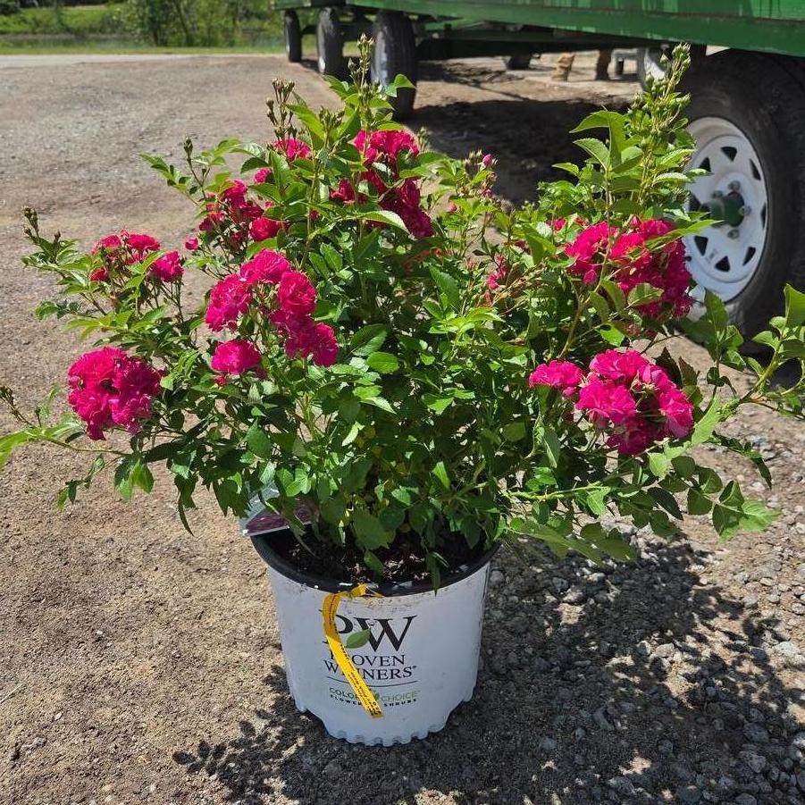 Rosa Oso Easy Peasy&reg;