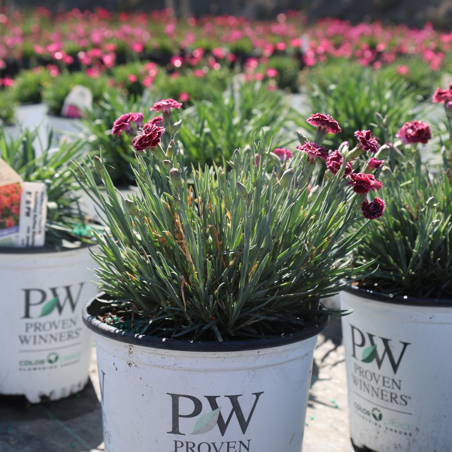 Dianthus Fruit Punch&reg; Raspberry Ruffles