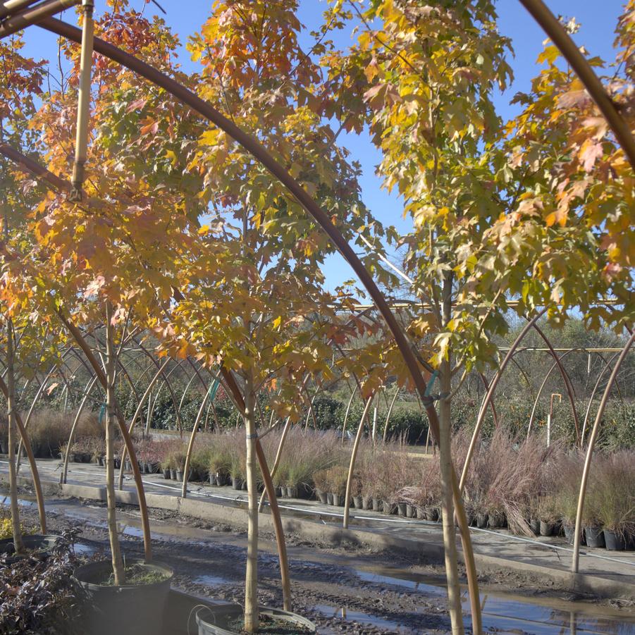 Acer saccharum Fall Fiesta&reg;