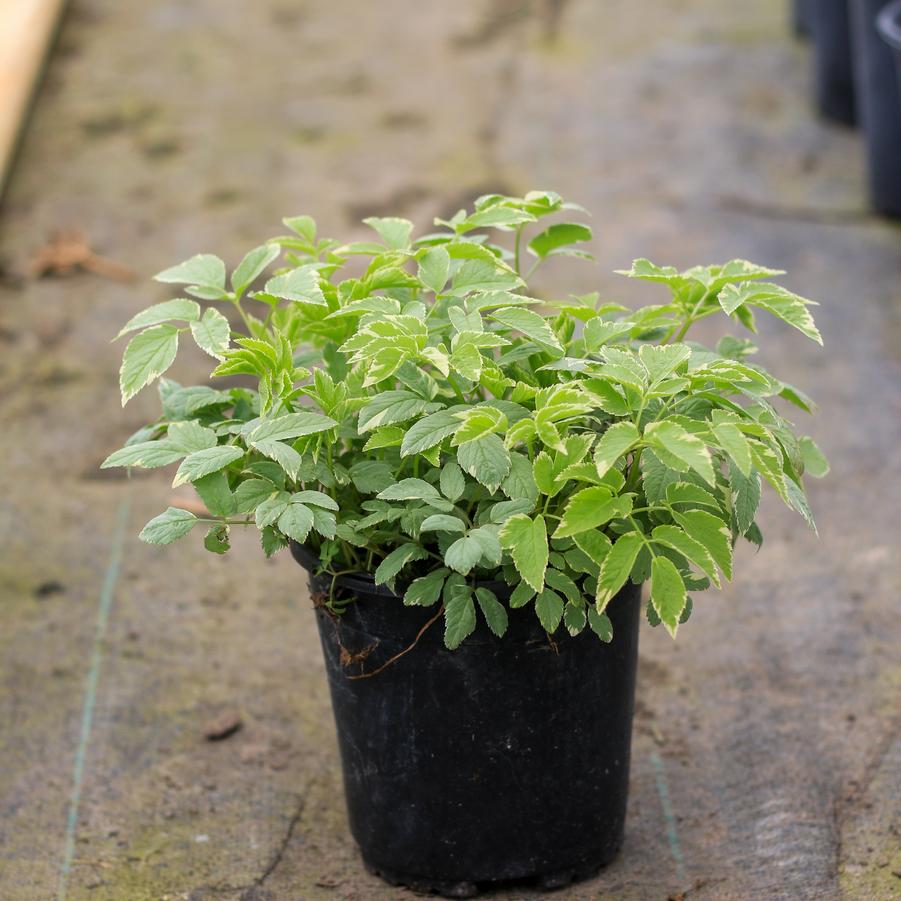 Aegopodium podagraria Variegatum