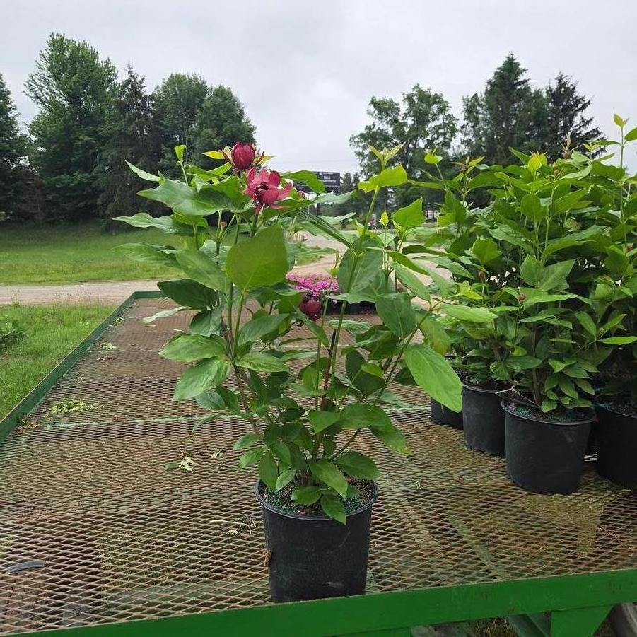 Calycanthus Aphrodite