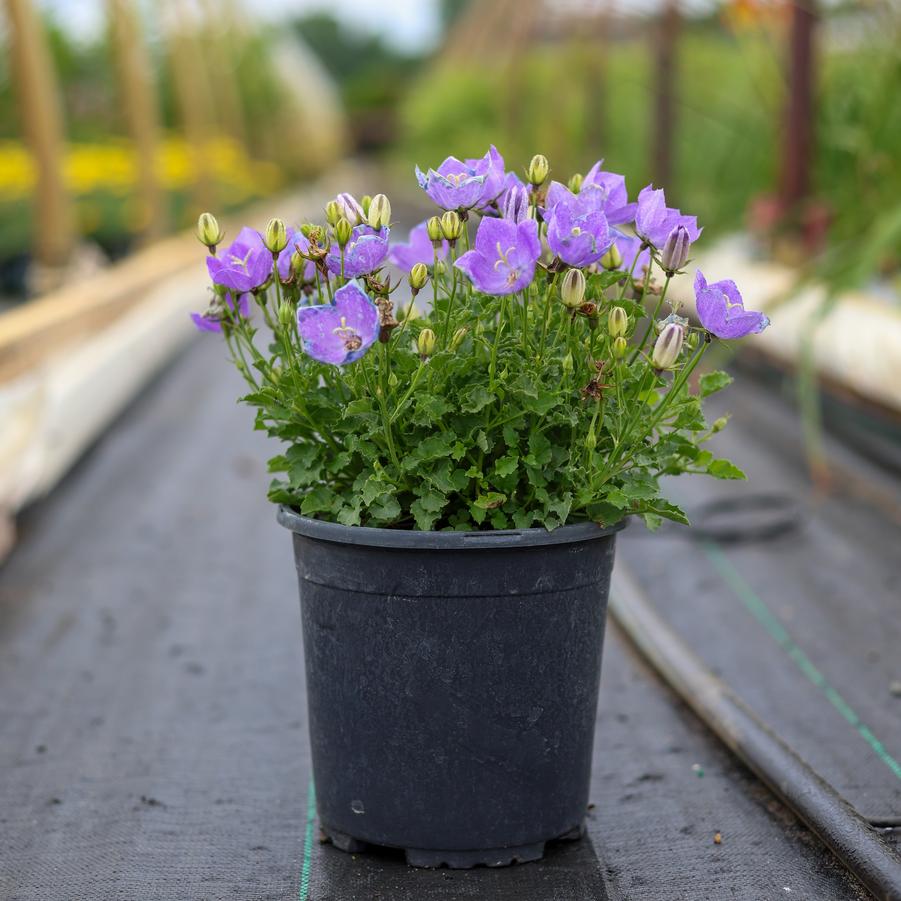 Campanula carpatica Rapido Blue
