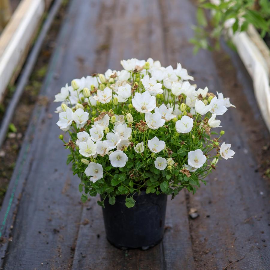 Campanula carpatica Rapido White