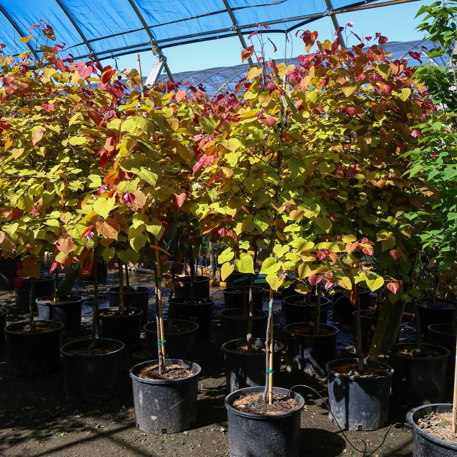 Cercis canadensis Flame Thrower&reg;
