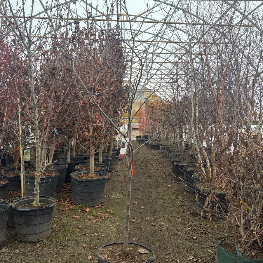 Cercis canadensis Flame Thrower&reg;