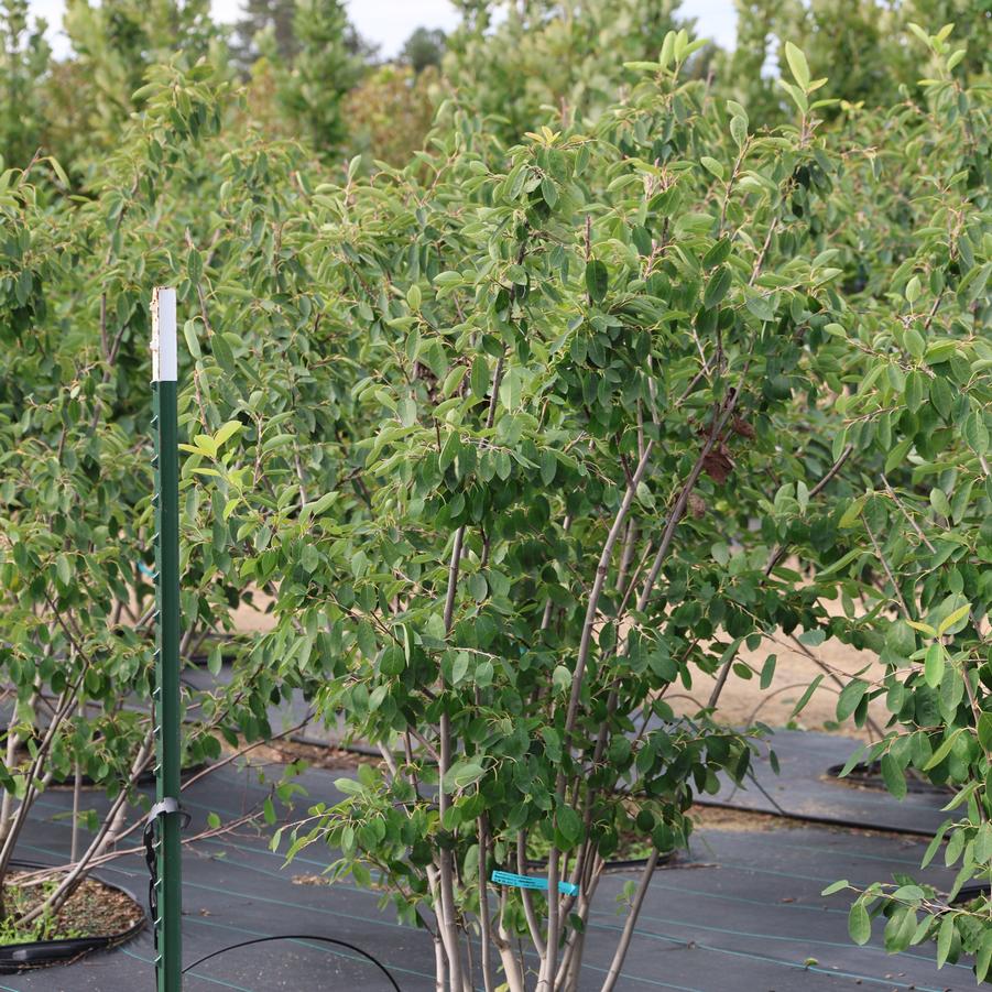 Amelanchier x grandiflora Autumn Brilliance&trade;