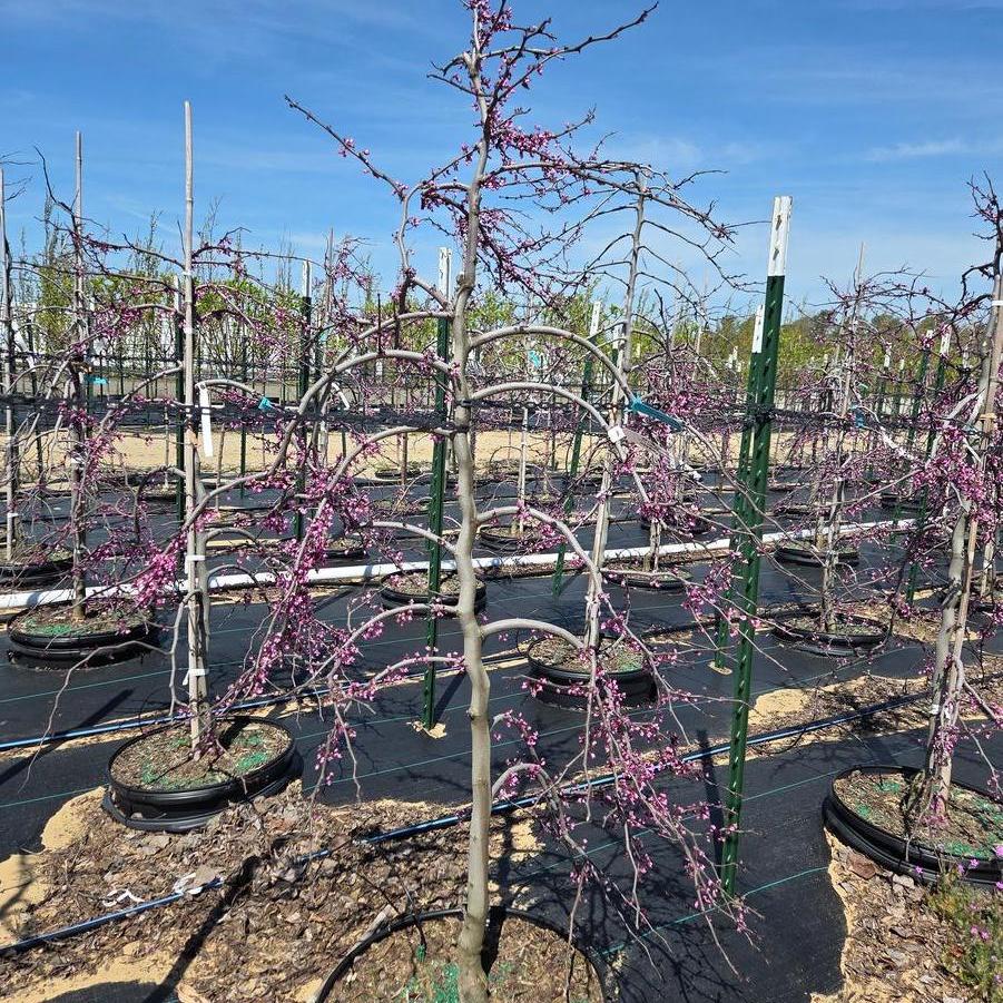 Cercis canadensis Ruby Falls