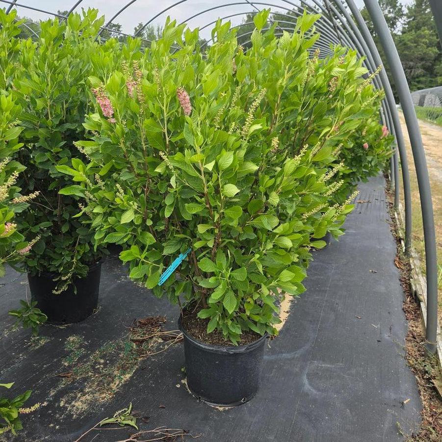 Clethra alnifolia Ruby Spice