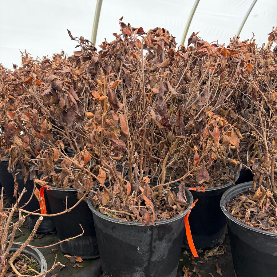 Clethra alnifolia Sugartina&reg;