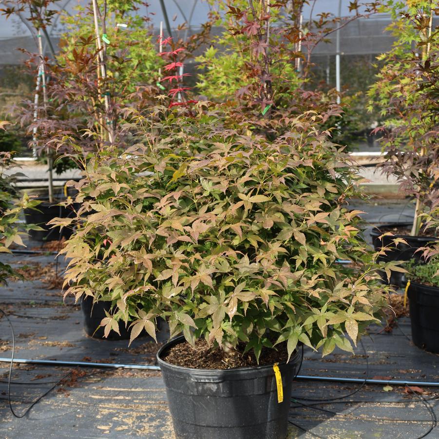 Acer palmatum Rhode Island Red