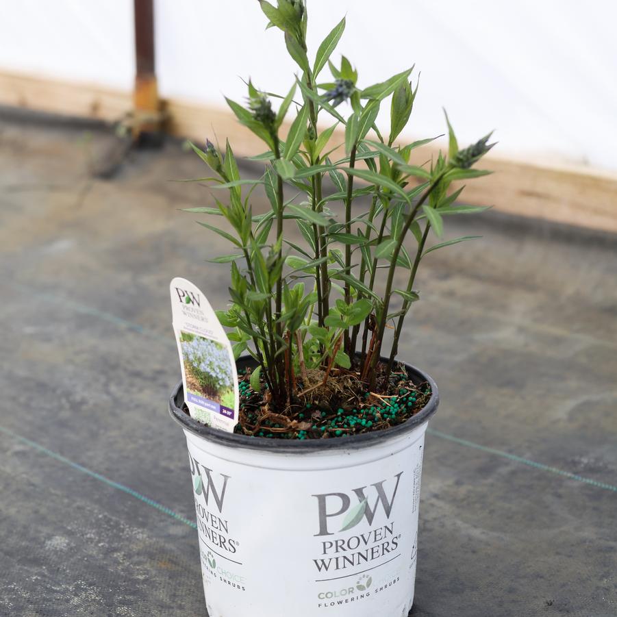 Amsonia tabernaemontana Storm Cloud