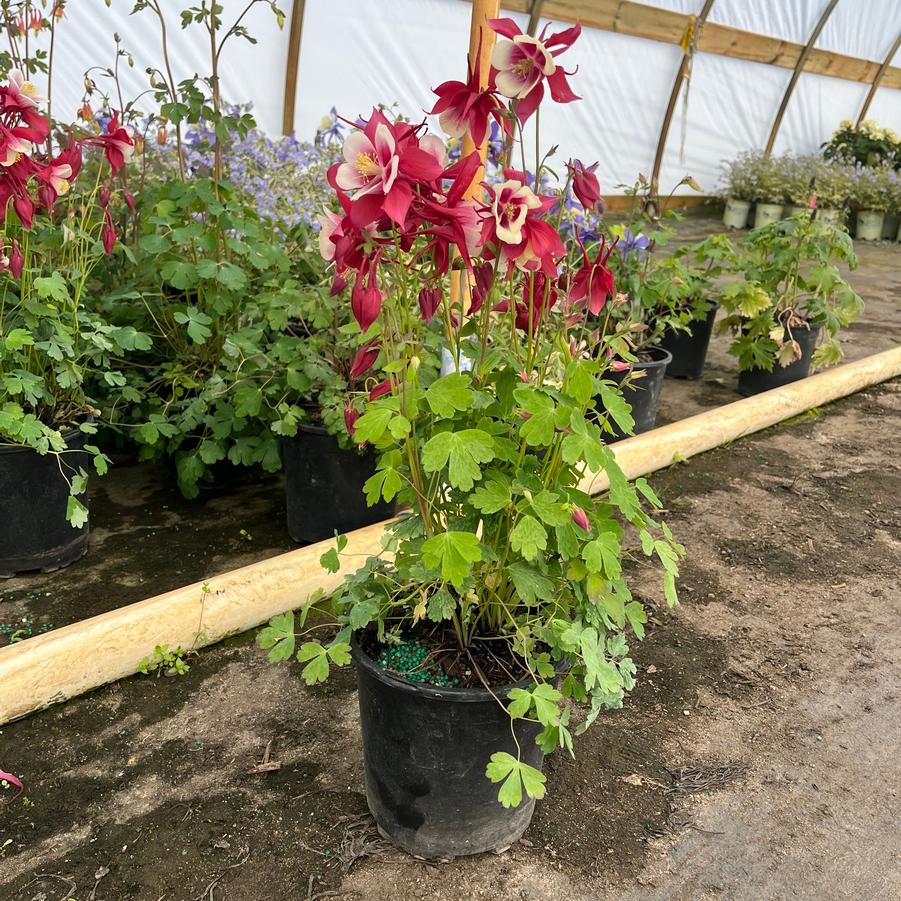 Aquilegia caerulea Kirigami&trade; Red & White