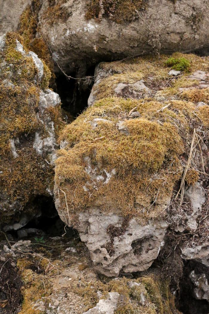 Mossy Boulders