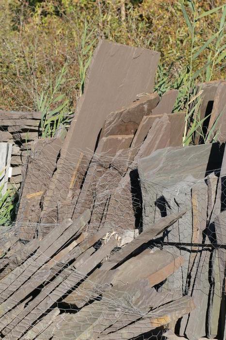 New York Bluestone Lilac