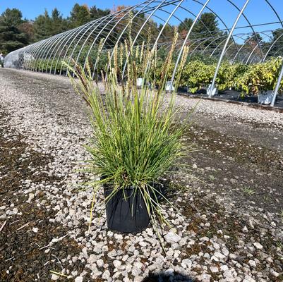 Sesleria autumnalis