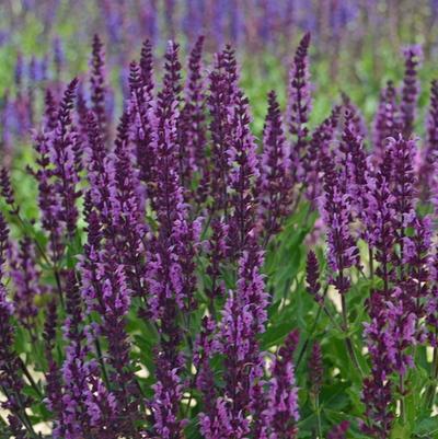 Salvia nemorosa Bumbleberry