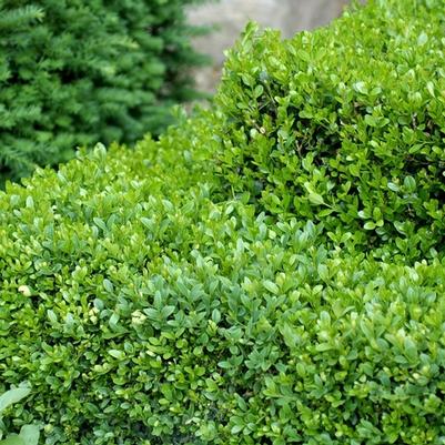 Buxus Green Gem